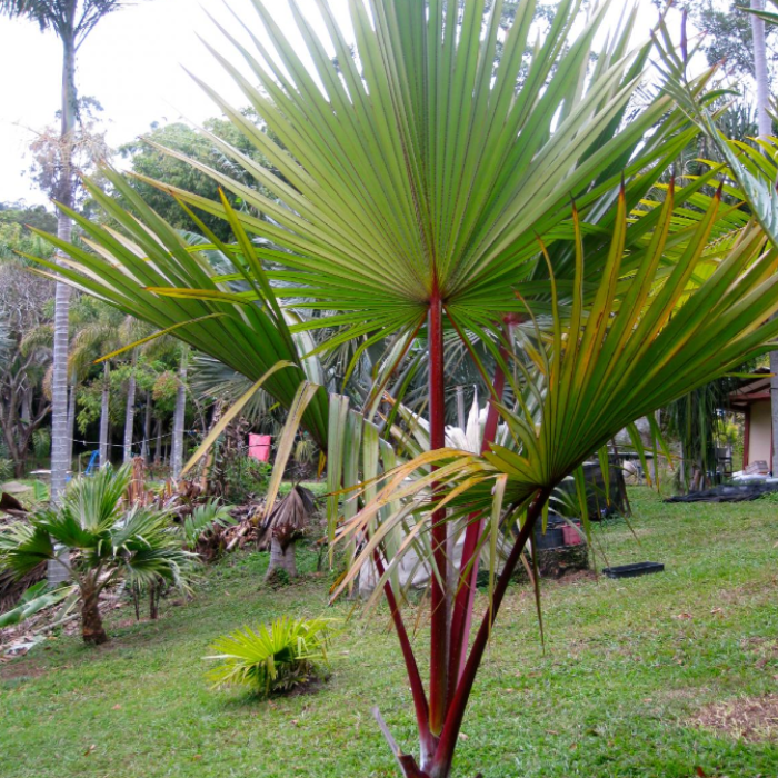 Red Latan Palm Tree (Latania lontaroides)