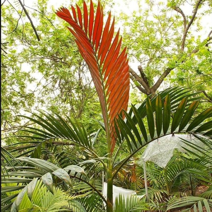 Red Leaf Palm (Chambeyronia macrocarpa)