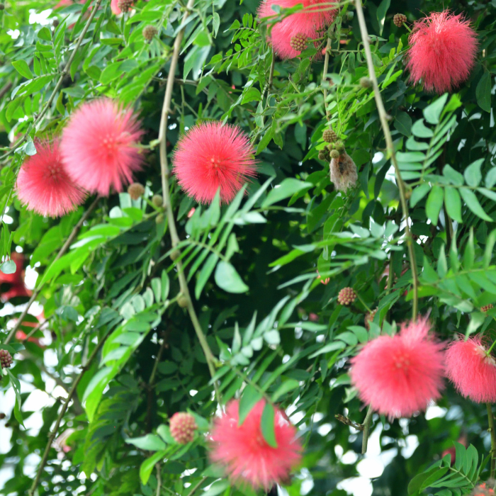 Red Powder Puff (Calliandra Haematocephala)