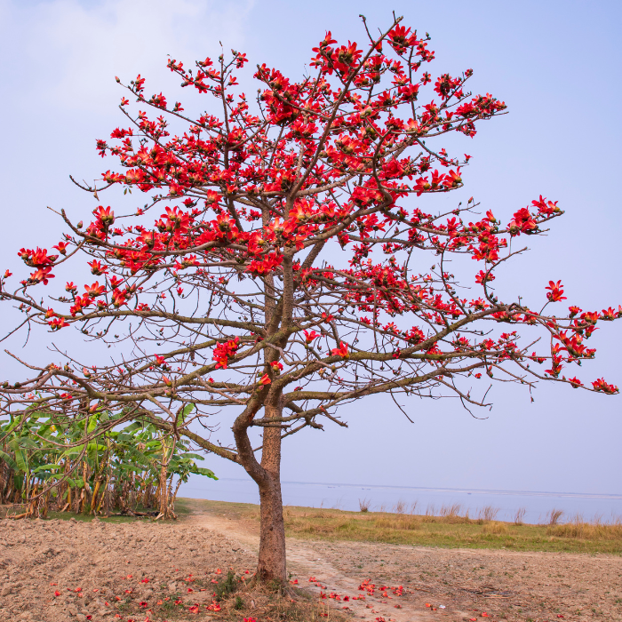 Red Silk Cotton Tree (Bombax ceiba)