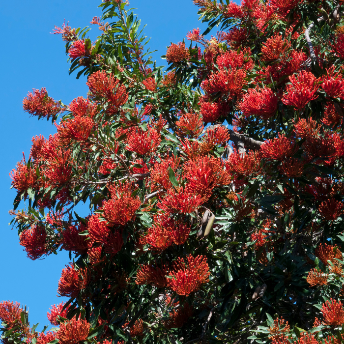 Red Silky Oak (Alloxylon flammeum)