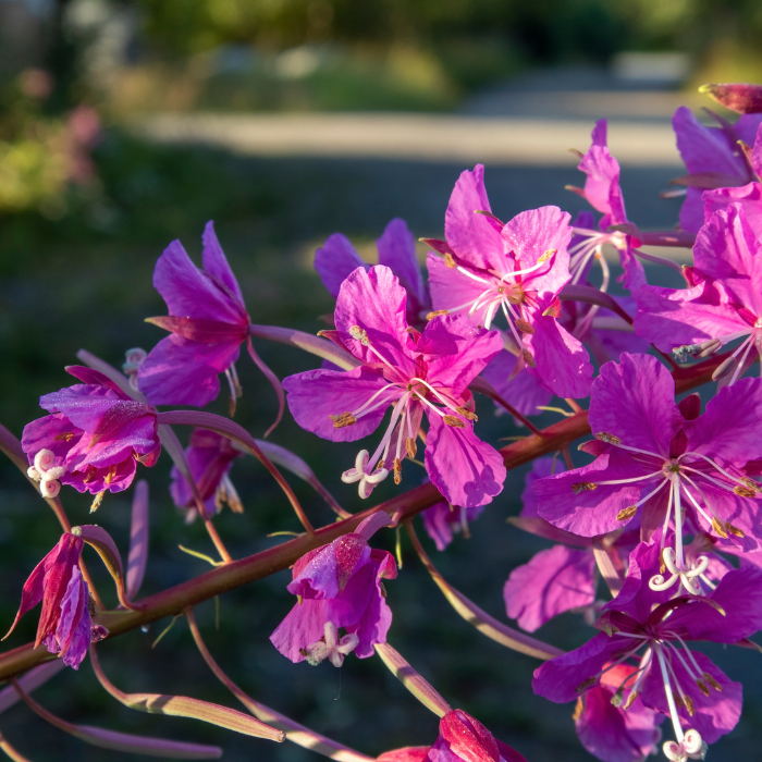 Rosebay Willowherb (Chamaenerion angustifolium)