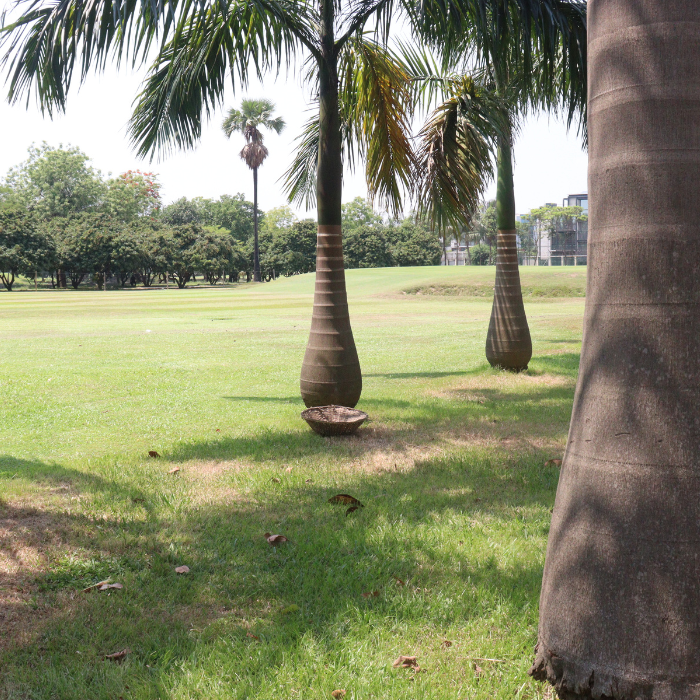 Royal Palm (Roystonea regia)