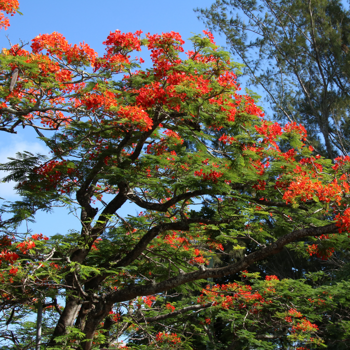 Royal Poinciana (Delonix Regia)