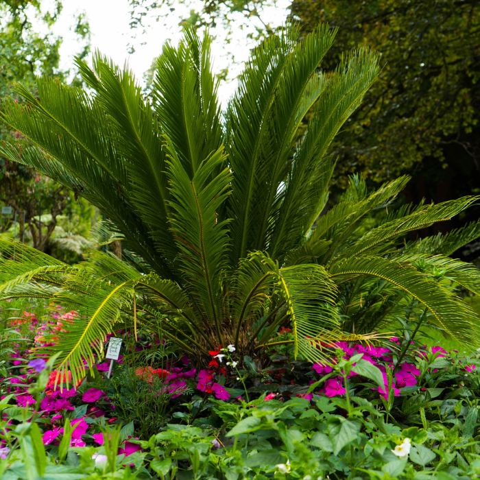 Sago Palm (Cycas revoluta)