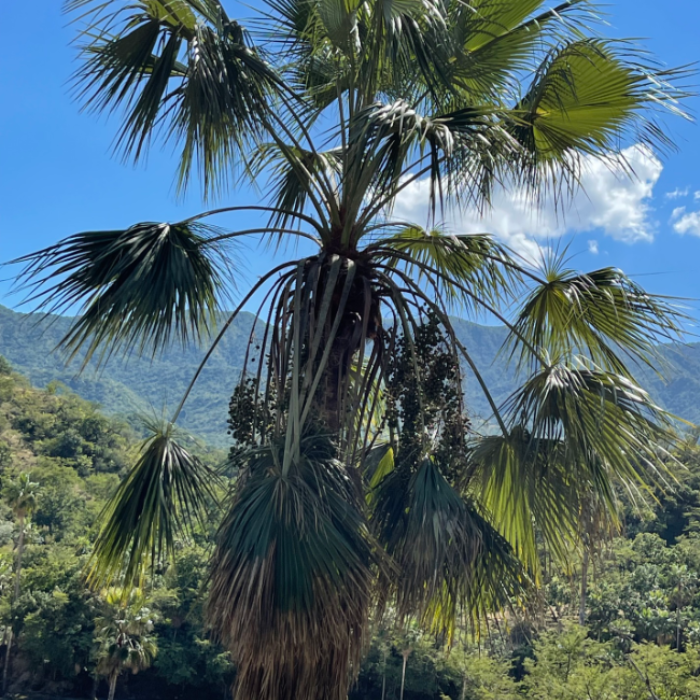 San Jose Hesper Palm (Brahea brandegeei)