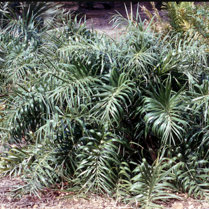Seashore Palm (Allagoptera arenaria)