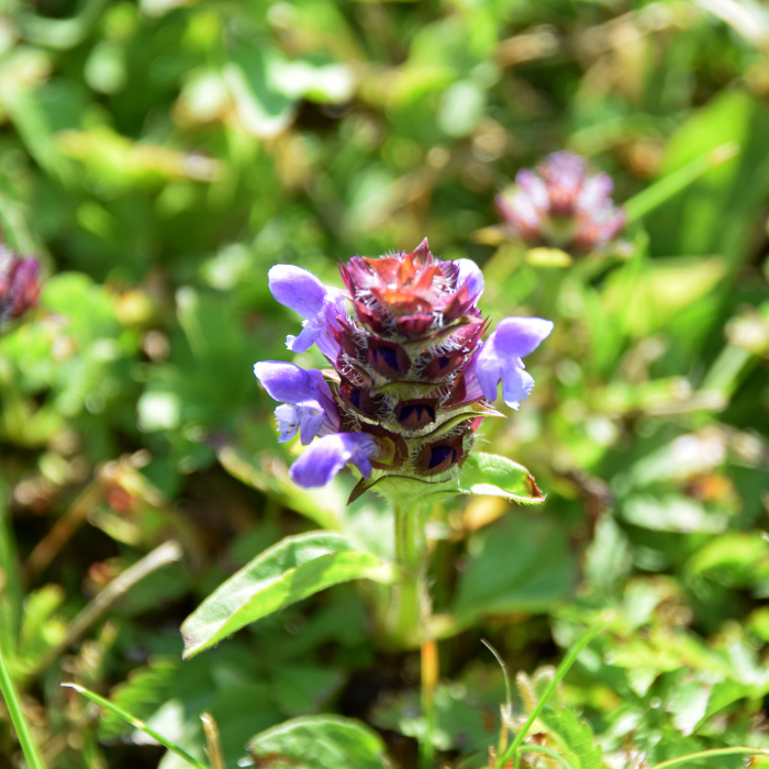 Self-Heal (Prunella vulgaris)