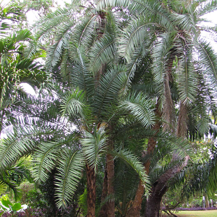 Senegal Date Palm (Phoenix reclinata)