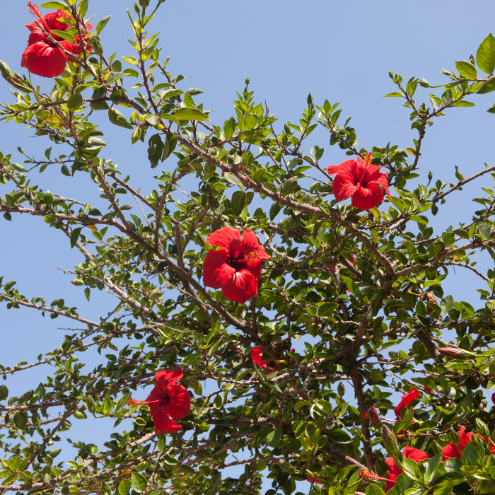 Shoeblackplant (Hibiscus Rosa-Sinensis)