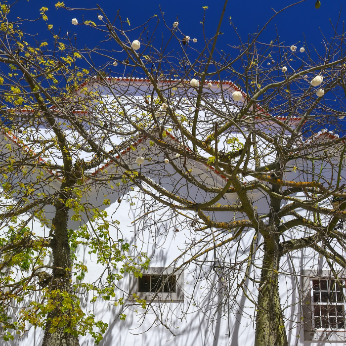 Silk Floss Tree (Ceiba speciosa)