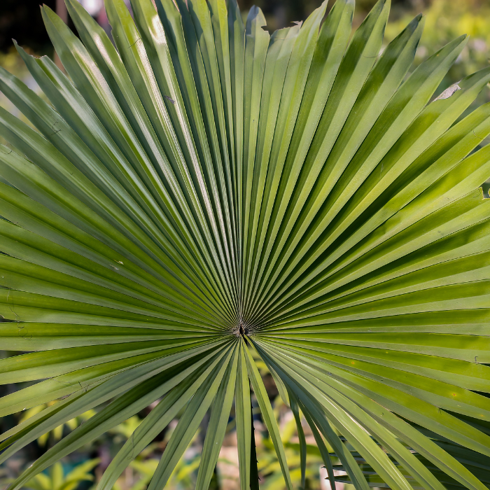 Silver Saw Palmetto (Serenoa repens)