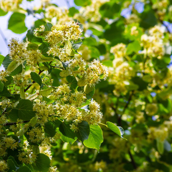 Small-Leaved Lime (Tilia Cordata)