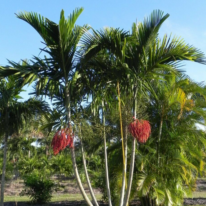 Solitaire Palm (Ptychosperma elegans)