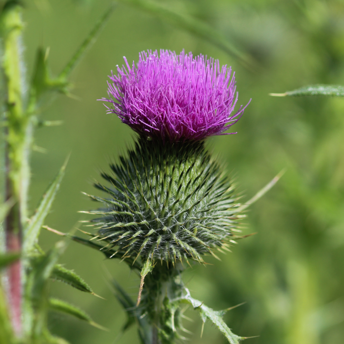 Spear Thistle (Cirsium vulgare)