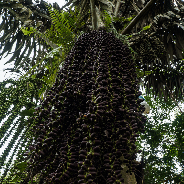 Sugar Palm (Arenga pinnata)