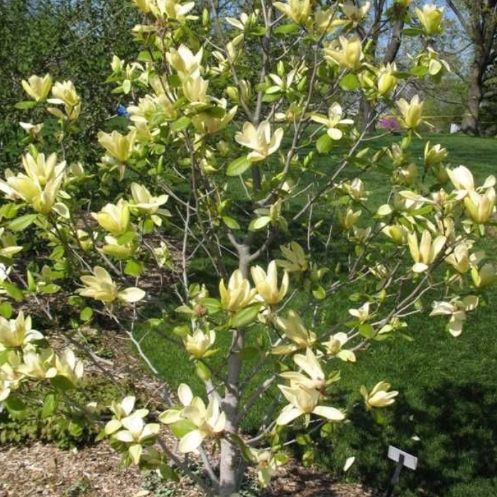 Sunsation Magnolia (Magnolia ‘Sunsation’)