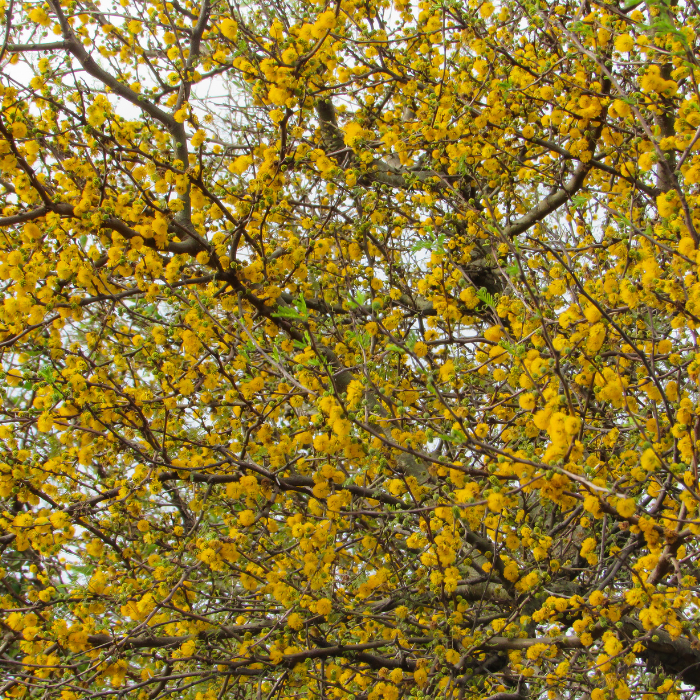 Sweet Acacia (Acacia farnesiana)