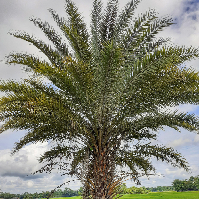 Sylvester Palm (Phoenix sylvestris)