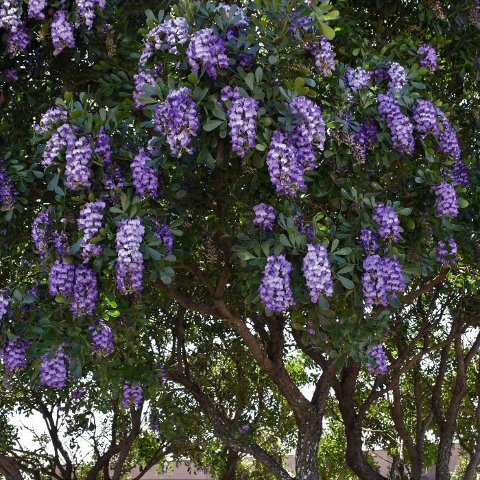 Texas Mountain Laurel (Sophora secundiflora)