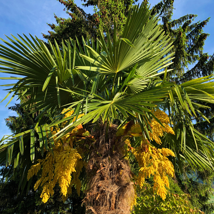 Texas Sabal Palm (Sabal mexicana)