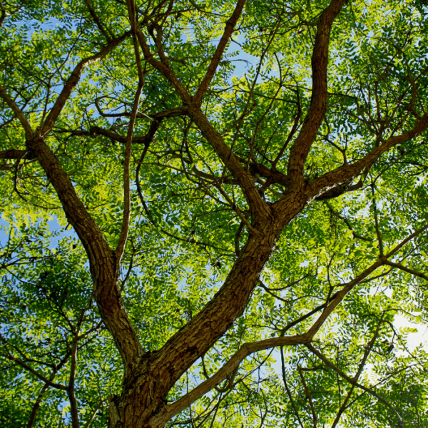 Yellow Tree Types 35 Different Types of Yellow Flowering Trees (With Pics)