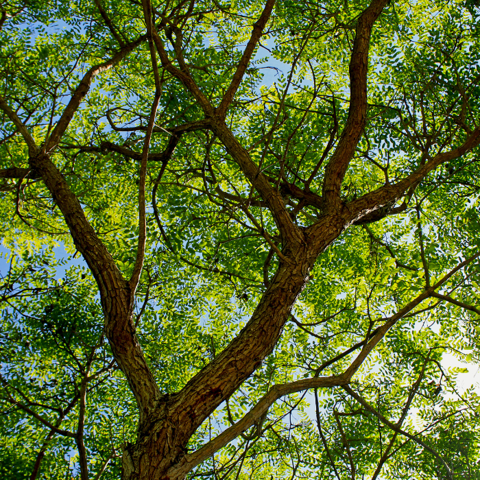 Tipu Tree (Tipuana tipu)