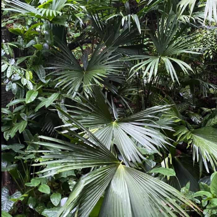 Toquilla Palm (Carludovica palmata)