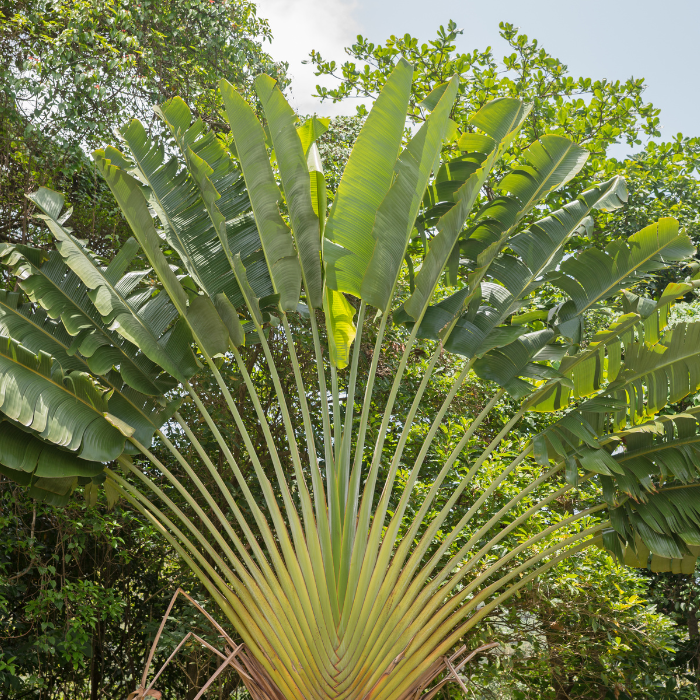 Traveller’s Palm (Ravenala madagascariensis)