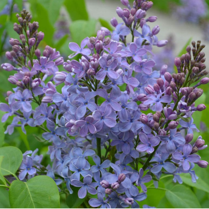 Tree Lilac (Syringa vulgaris)