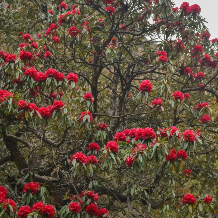 Tree Rhododendron (Rhododendron arboreum)