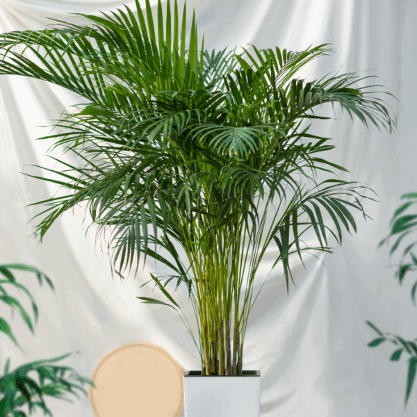 Triangular Palm Tree Types 75 Different Types of Palm Trees (With Pictures and Names)