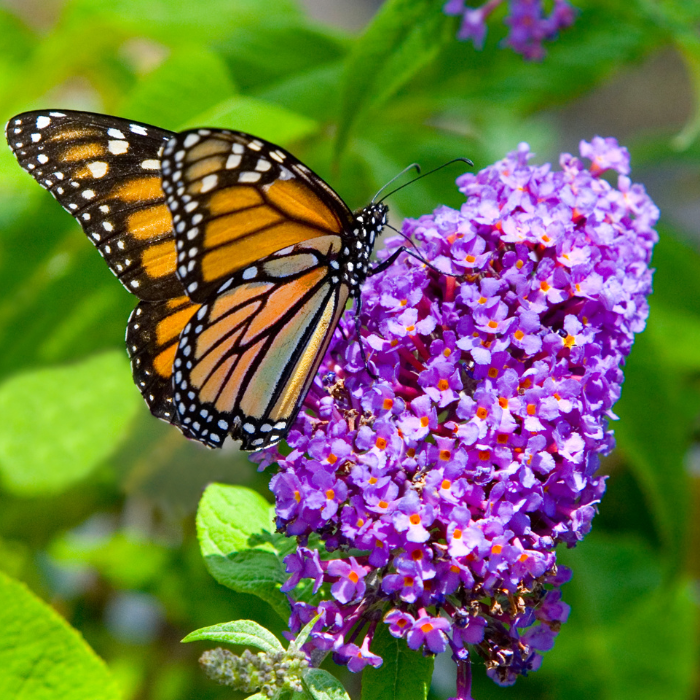 True Blue Butterfly Bush Tree (Buddleia ‘Bostulu’)