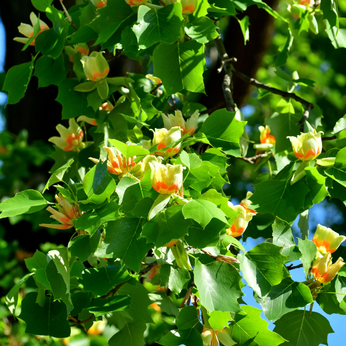 Tulip Tree (Liriodendron tulipifera) (1)