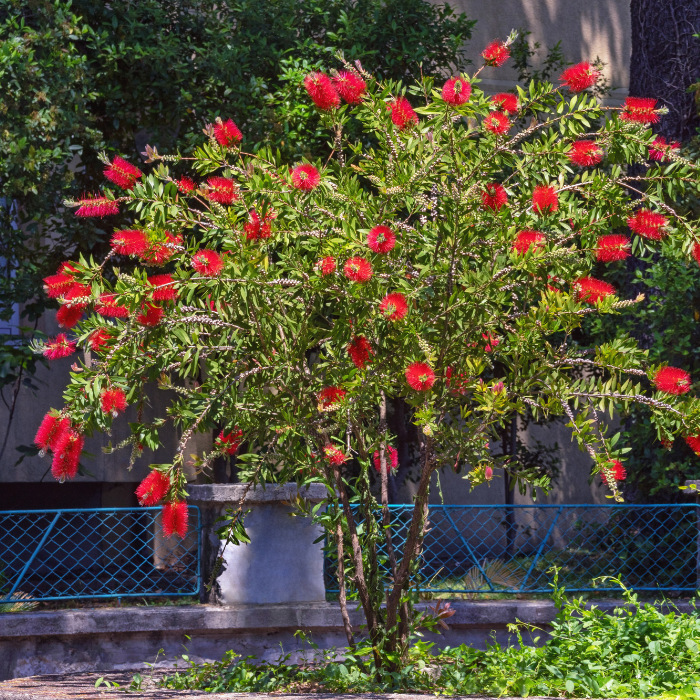 Weeping Bottlebrush (Melaleuca viminalis)