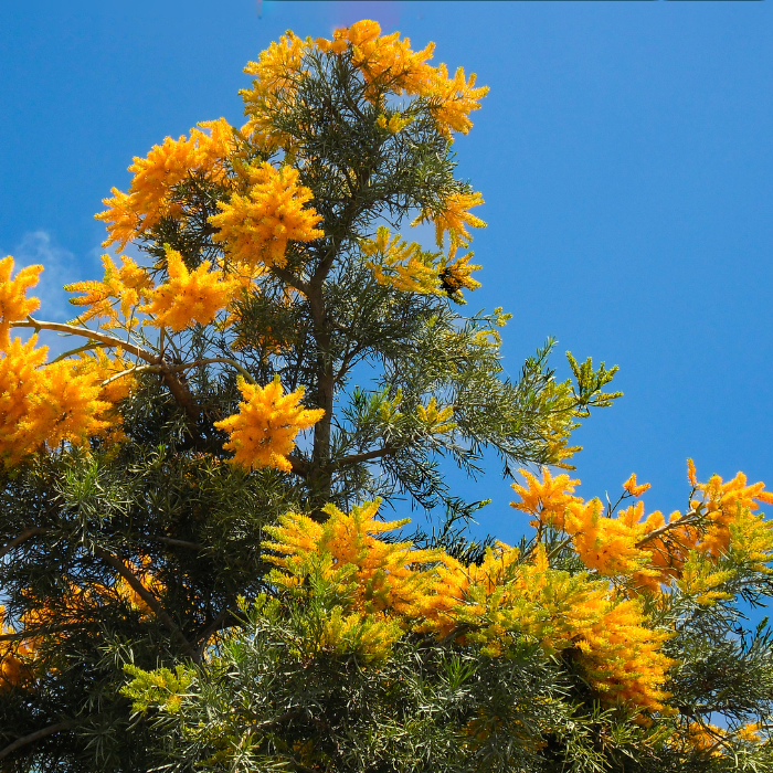 Western Australian Christmas Tree (Nuytsia floribunda)