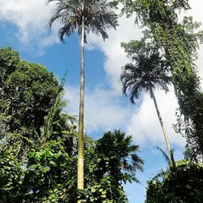 White Wanga Palm (Pigafetta filaris)