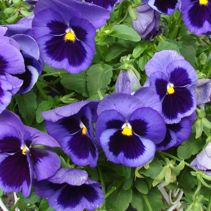 Wild Violets (Viola odorata, Viola sororia, and other species)