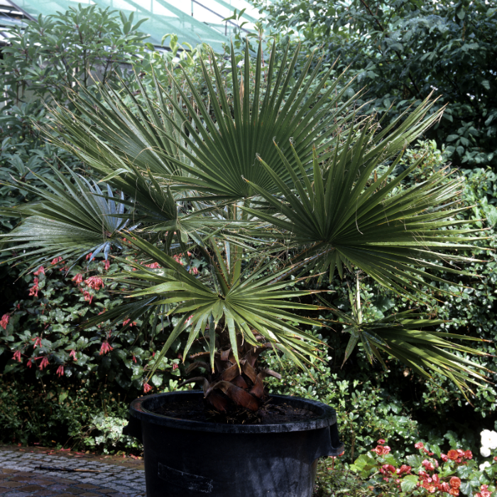 Windmill Palm (Trachycarpus fortunei)