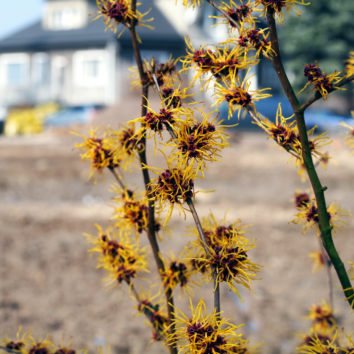 Witch Hazel (Hamamelis)