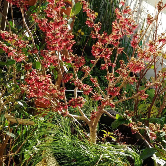 Witch Hazel ‘Diane’ (Hamamelis x intermedia ‘Diane’)