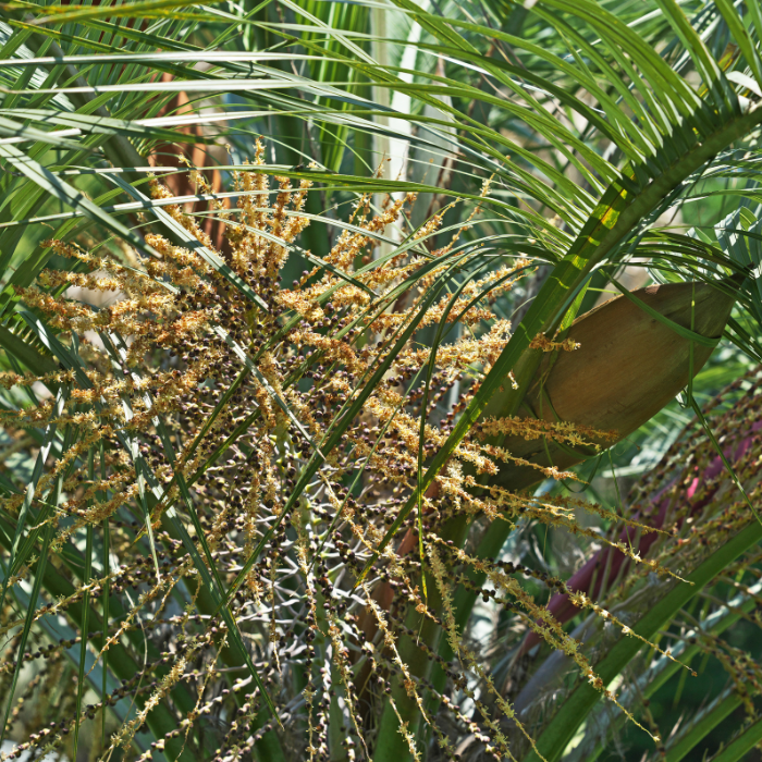 Yatay Palm (Butia yatay)