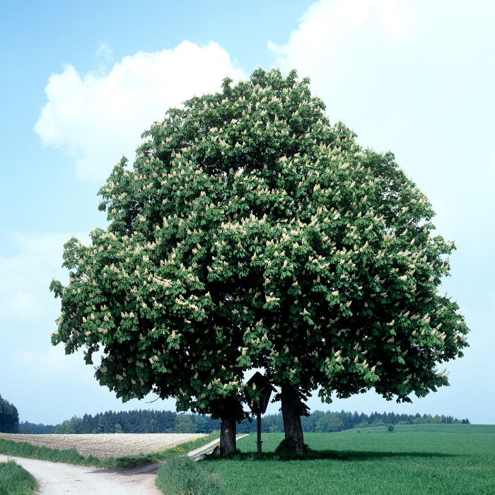 Yellow Buckeye (Aesculus flava)