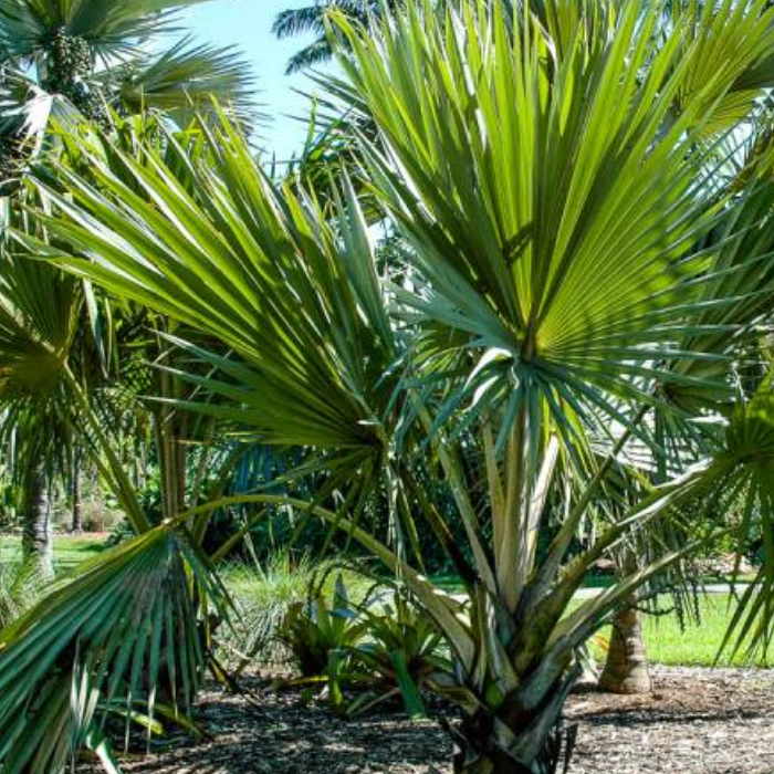 Yellow Latan Palm (Latania verschaffeltii)