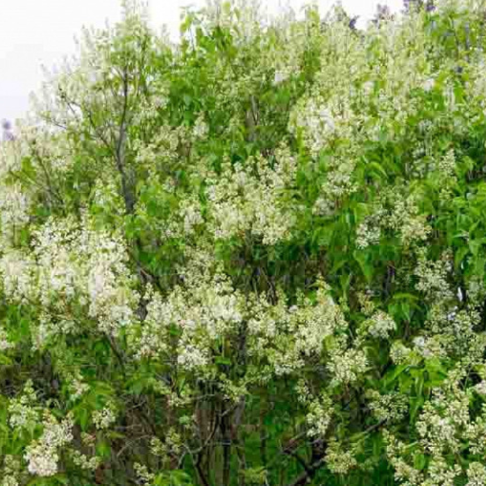Yellow Lilac Trees (Syringa vulgaris 'Primrose' Tree)