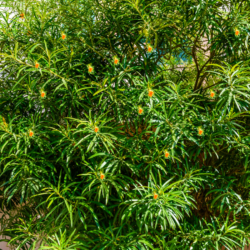 35 Different Types of Yellow Flowering Trees (With Pics)