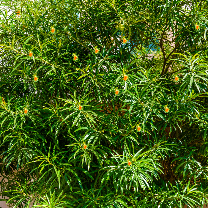 Yellow Oleander (Cacabela thevetia)