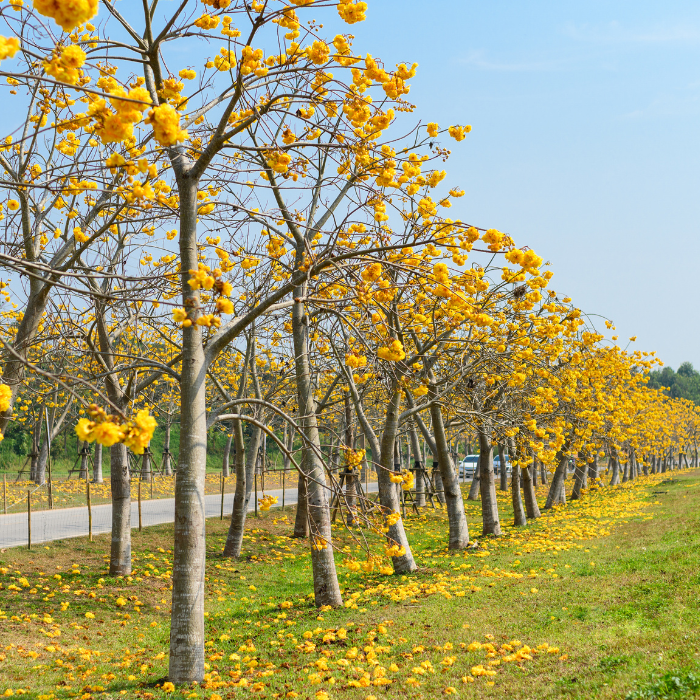 Yellow Silk Cotton Tree (Cochlospermum religiosum)