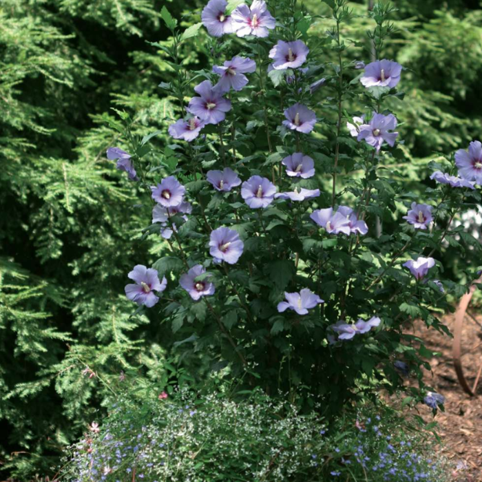 ‘Blue Satin’ Rose of Sharon (Hibiscus Syriacus ‘Blue Satin’)
