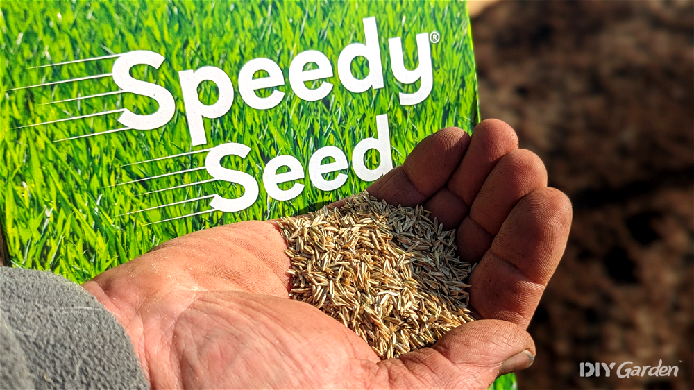 Pronto Seed Speedy Seed Grass Seed Quality